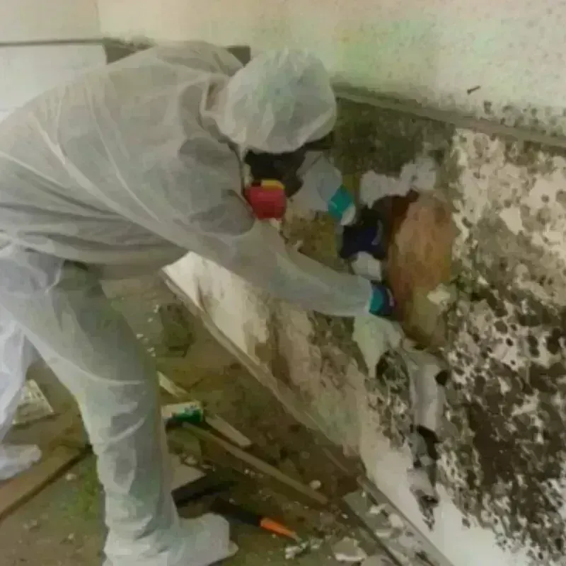 Mold Remediation and Removal in Saint Paris, OH